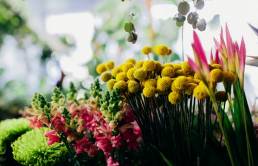 Desbloqueando la belleza del filodendro: Cómo incorporar esta impresionante planta en tu hogar moderno